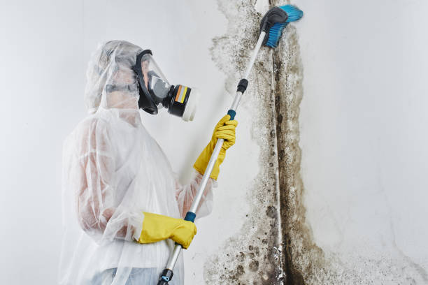 Best Black Mold Removal  in Chesterfield, SC